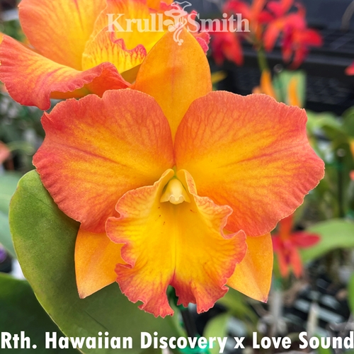 Rth. Hawaiian Discovery x Love Passion Parent 1
