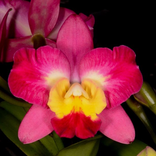 Cattleya Angel Eyes x Ctt. Orchidglade Parent 1