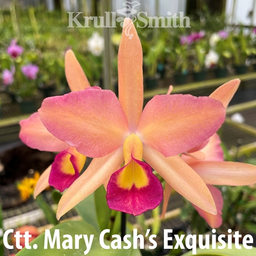Ctt. Mary Cash's Exquisite