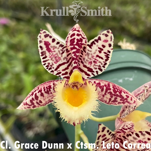 Clowesia Grace Dunn x Catasetum Leto Correa