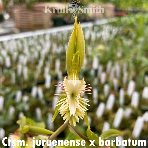Catasetum juruenense x barbatum