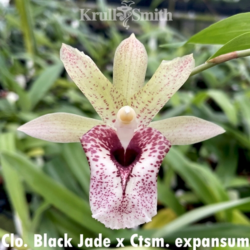 Clowesetum Black Jade x Ctsm. expansum
