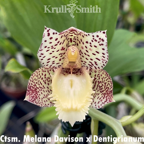 Catasetum Melana Davison x Dentigrianum