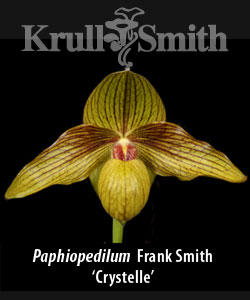 Paphiopedilum Frank Smith
