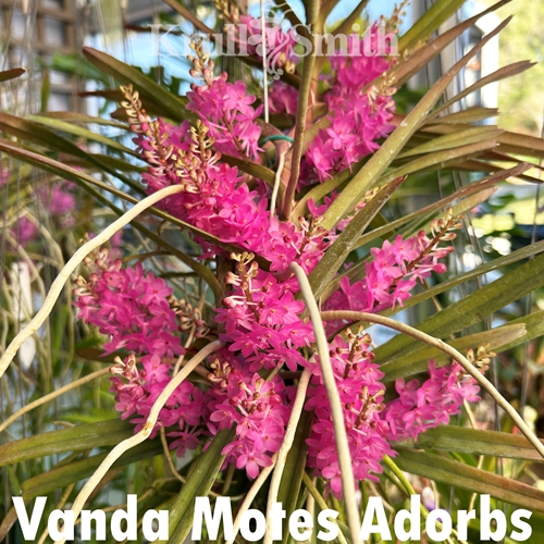 Vanda Motes Adorbs