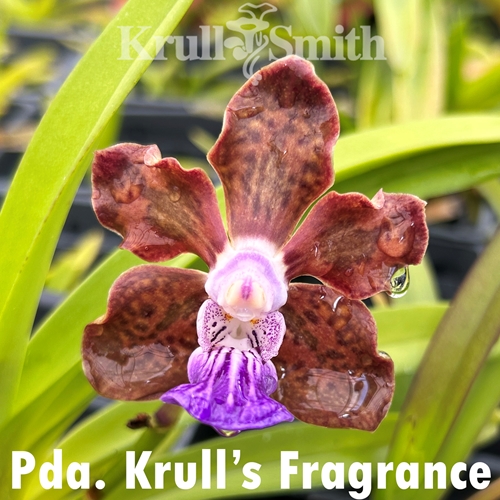 Pda. Krull's Fragrance Seedling