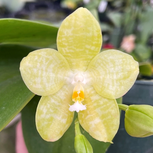 Phalaenopsis Mok Choi Yew f. alba