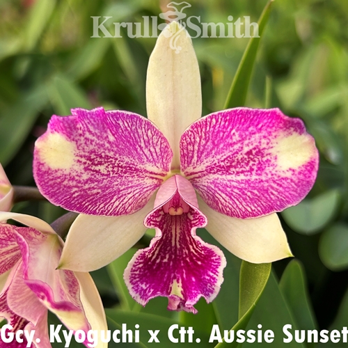 Gcy Kyoguchi x Ctt. Aussie Sunset