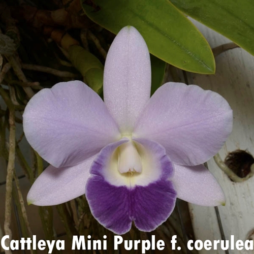 Cattleya Mini Purple f. coerulea 4n