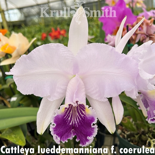 Cattleya lueddemanniana f. coerulea venosa (Treated) (1705)