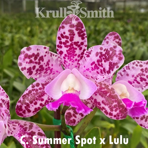 Cattleya (Summer Spot x Lulu)