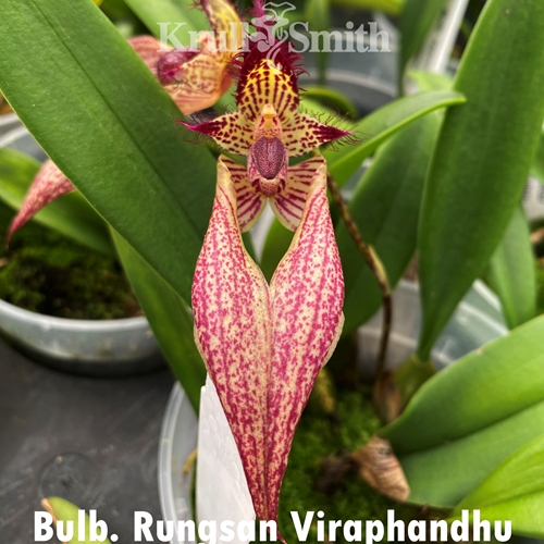 Bulbophyllum Rungsan Viraphandhu