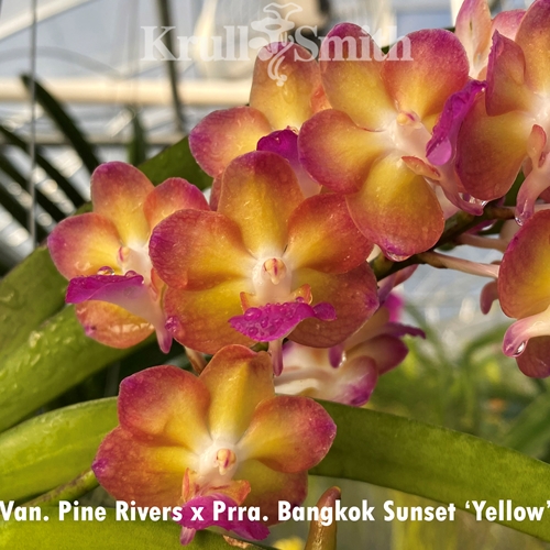 Van. Pine Rivers x Prra. Bangkok Sunset 'Yellow'