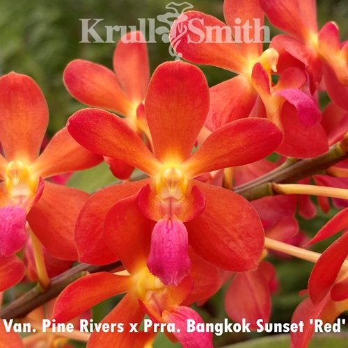 Van. Pine Rivers x Prra. Bangkok Sunset 'Red'