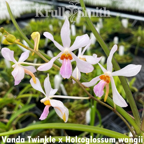Vanda Twinkle x Holcoglossum wangii