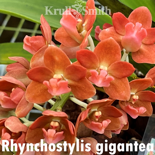 Rhynchostylis gigantea Peach/Orange