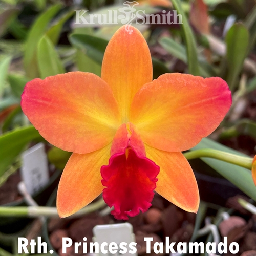 Rth. Princess Takamado