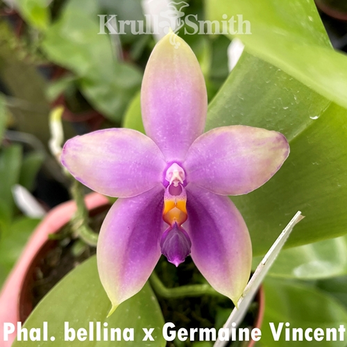 Phalaenopsis bellina x Germaine Vincent