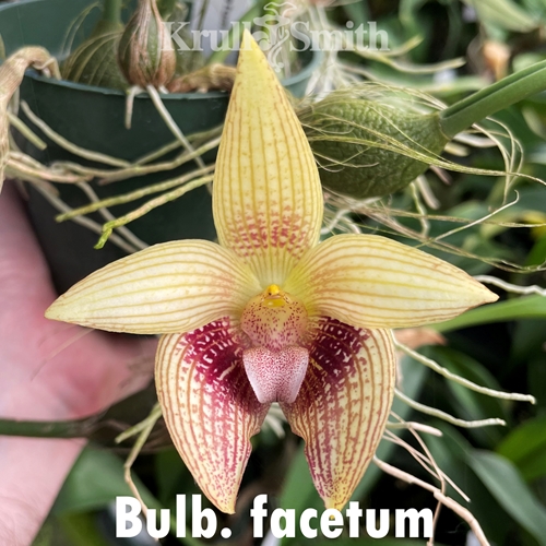 Seedling Parent B Bulbophyllum Jan Ragan x facetum