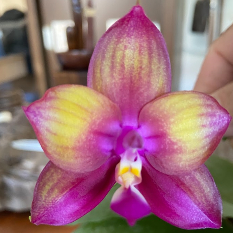 Parent Seedling Phalaenopsis Mainshow Colourful x Mituo Love