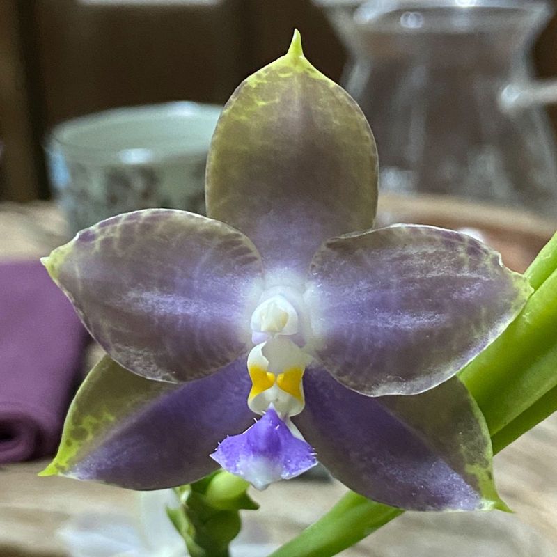 Parent Seedling Phalaenopsis Norman's Blue Jennifer x Mainshow Magic