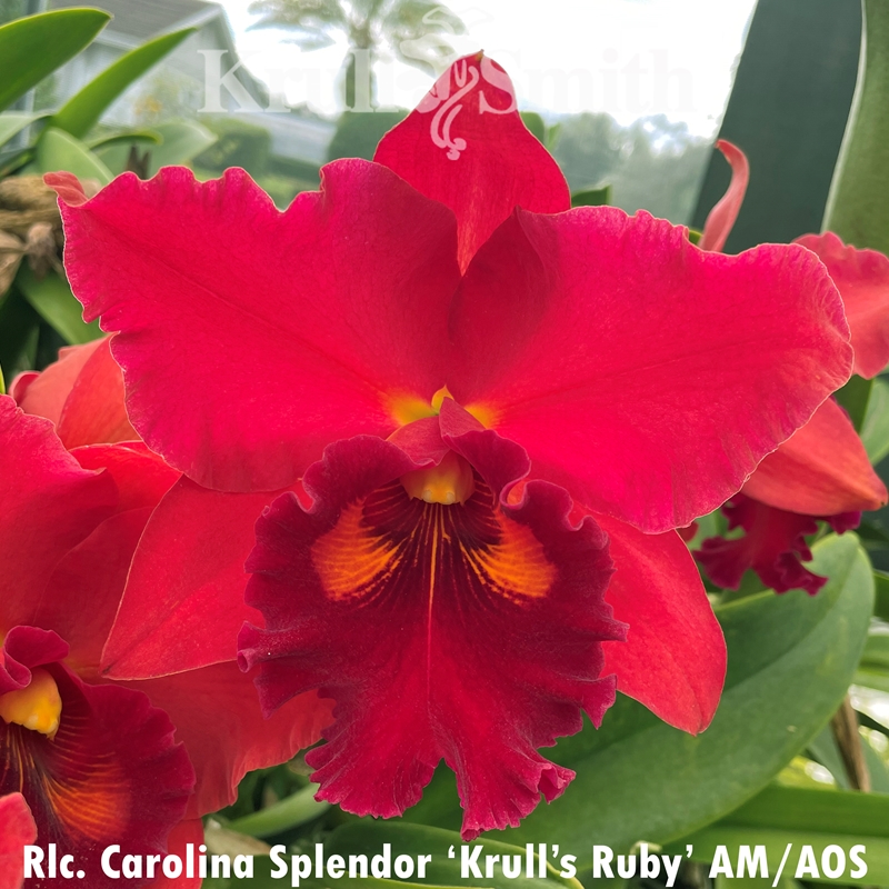 Parent Seedling Cattleya tenebrosa x Rlc. Carolina Splendor