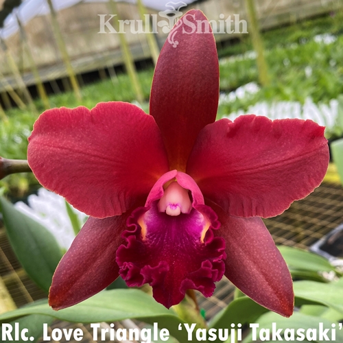 Krull-Smith - Rlc. Love Triangle 'Yasuji Takasaki'