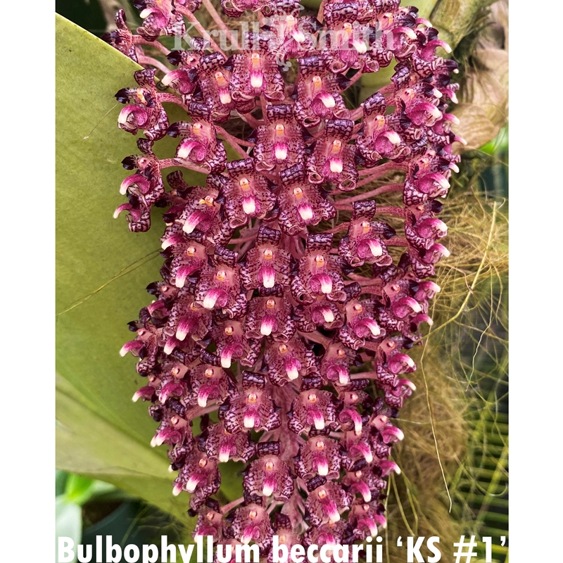 Parent Seedling Bulbophyllum virescens x Bulb. beccarii