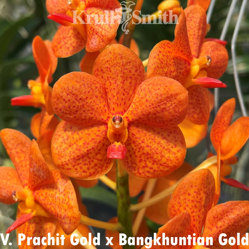 Vanda Prachit Gold x Bangkhuntian Gold