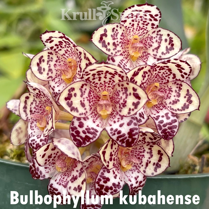 Parent Seedling Bulbophyllum binnendijkii x kubahense