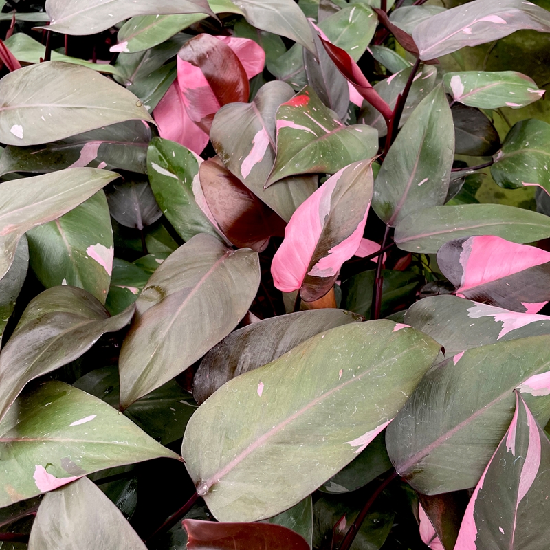 Philodendron Pink Princess