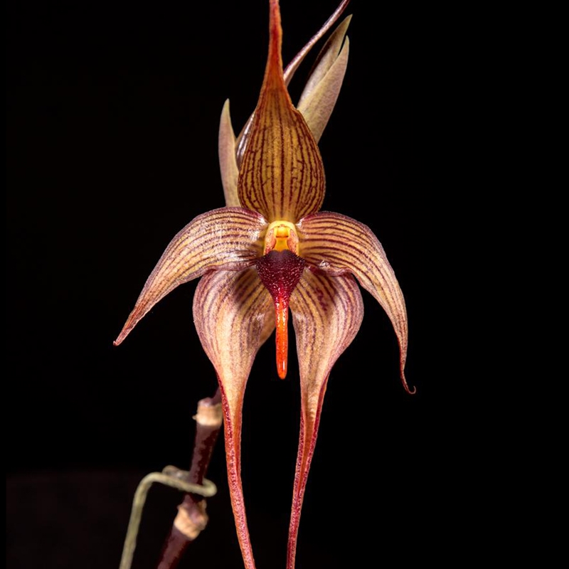 Parent Seedling Bulbophyllum echinolabium x Lindsey Paris