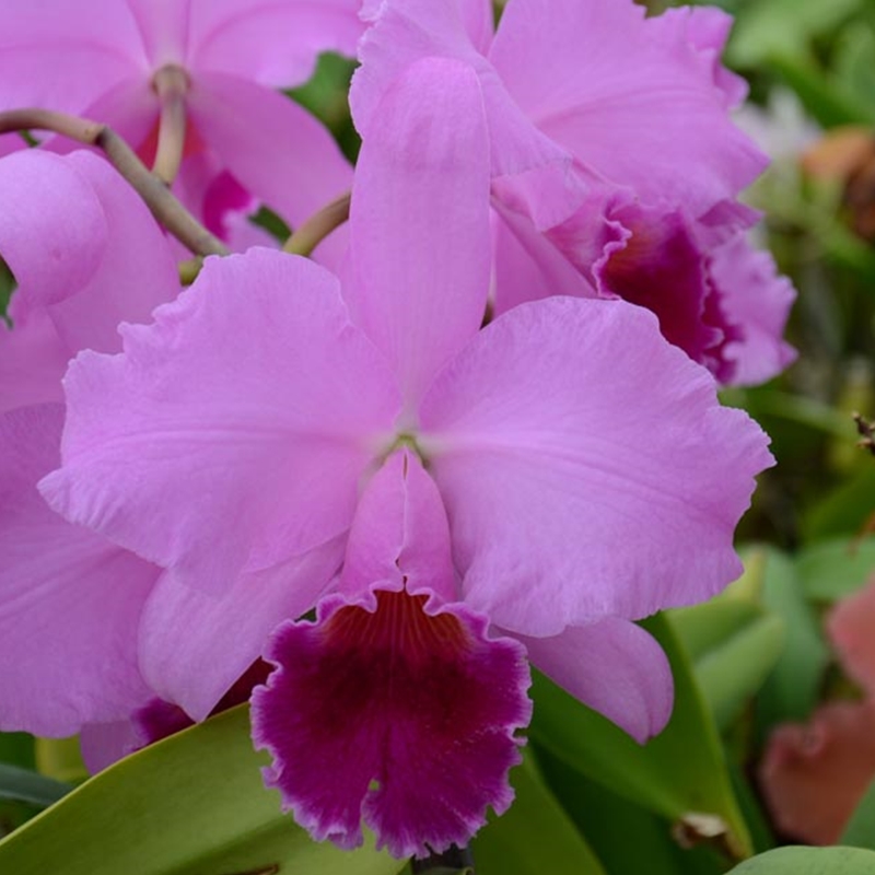 Cattleya Culminant x loddigesii