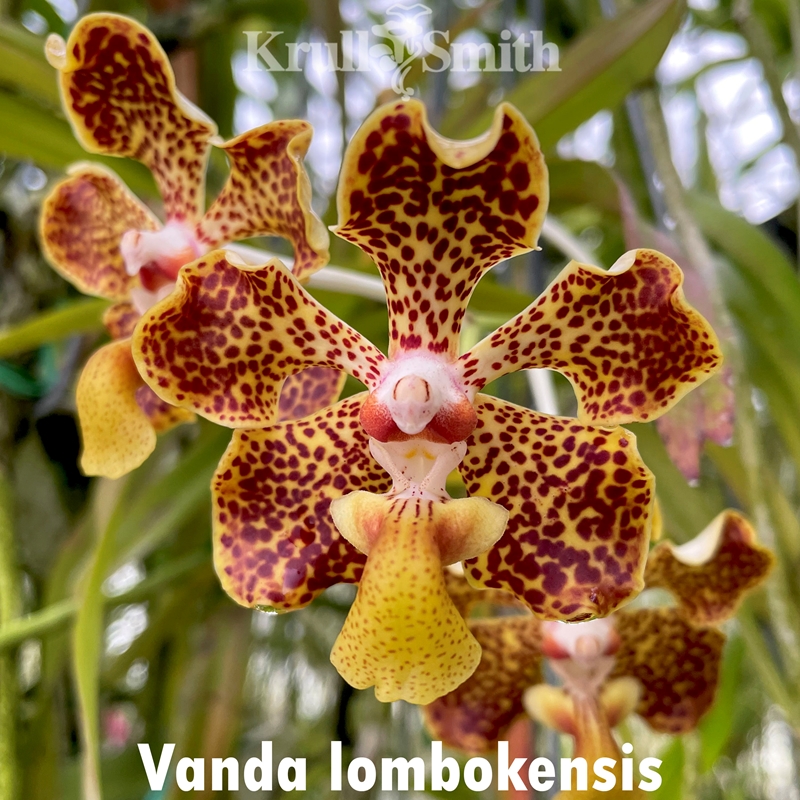 Parent Seedling Vanda Fulford's Gold x Vanda lombokensis (Dug Ups)