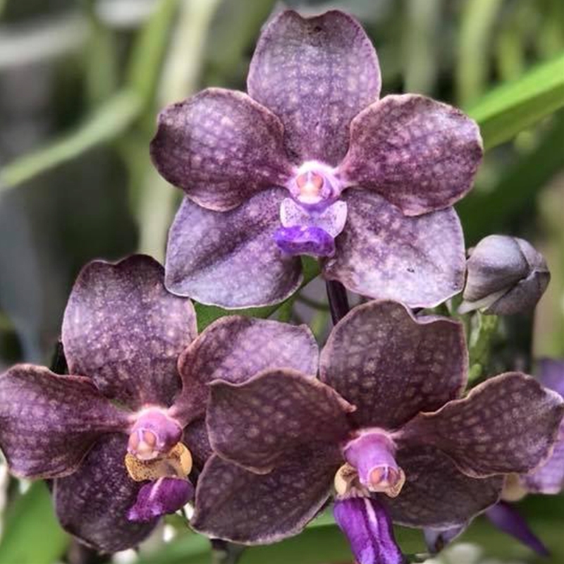 Parent Seedling Vanda Emrys Chew x Vanda Motes Purple Rain (Dug Ups)