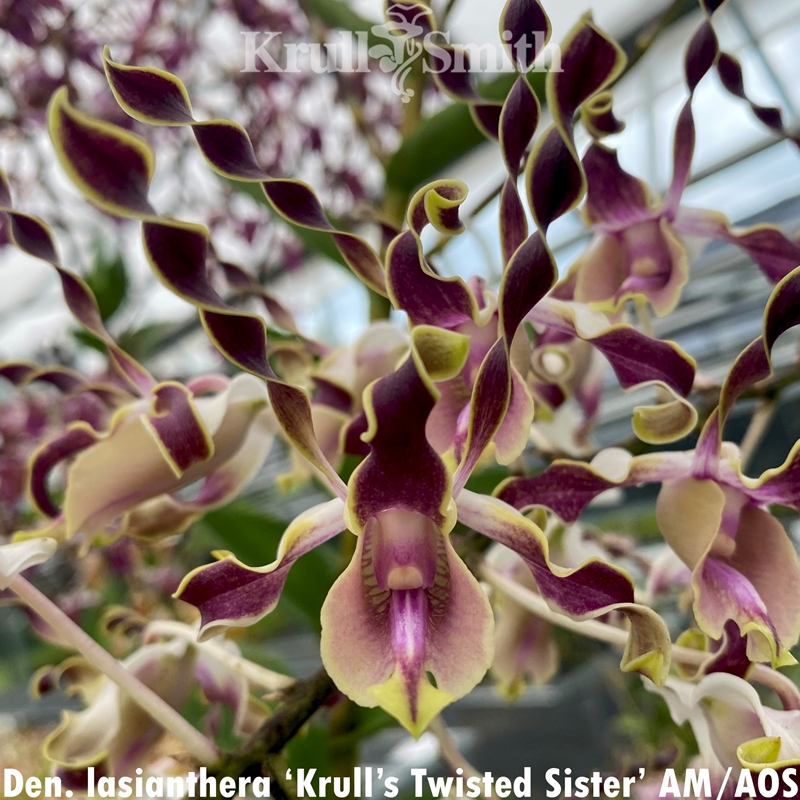 Parent Seedling Dendrobium lasianthera ('Krull-Smith' FCC/AOS x 'Krull's Twisted Sister' AM/AOS)