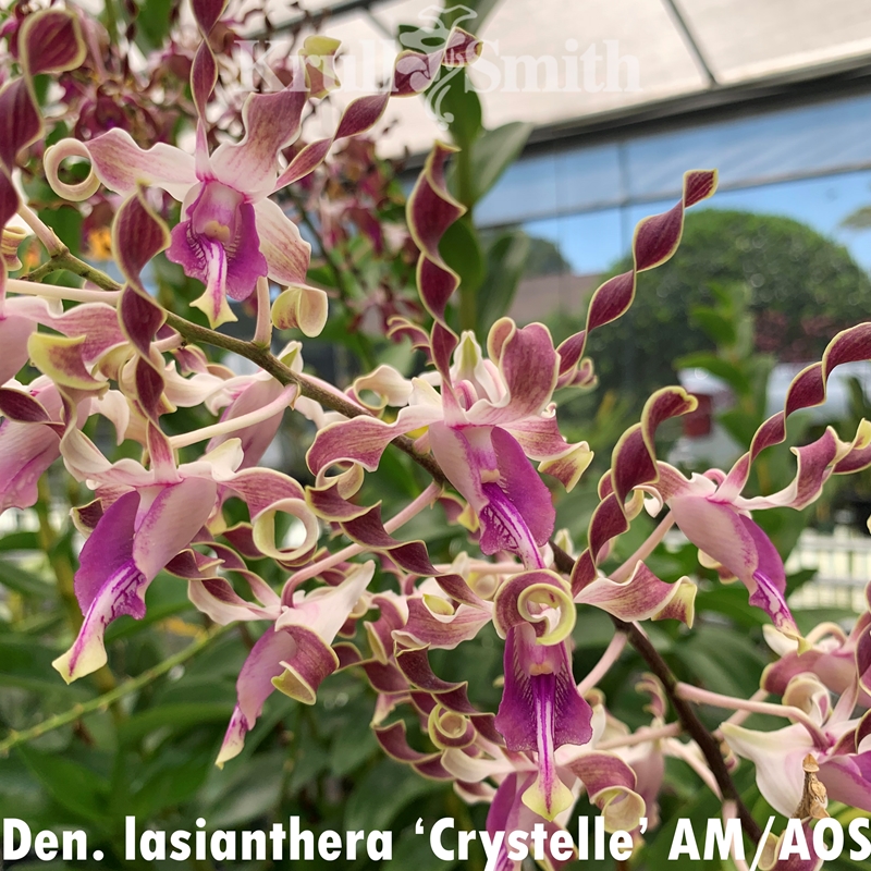 Dendrobium lasianthera ('Crystelle' AM/AOS x 'Krull's Twisted Sister'  AM/AOS) 3”