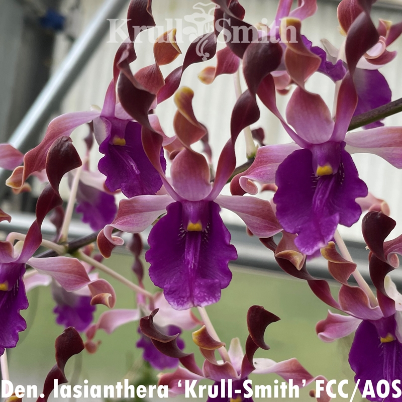 Parent Seedling Dendrobium lasianthera ('Krull's Twisted Sister' AM/AOS x 'Krull-Smith' FCC/AOS)
