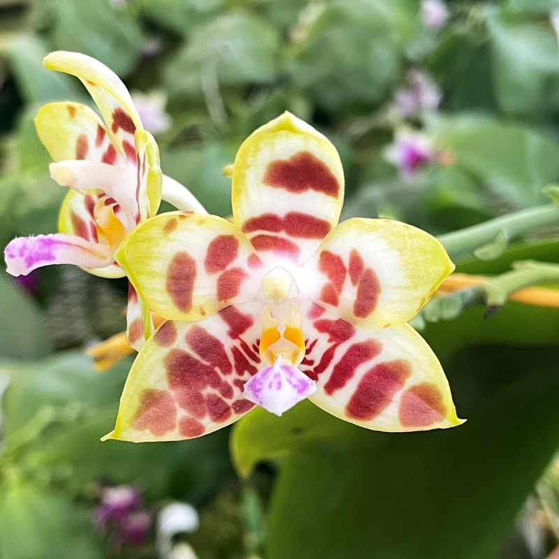 Krull-Smith - Phalaenopsis Select 2