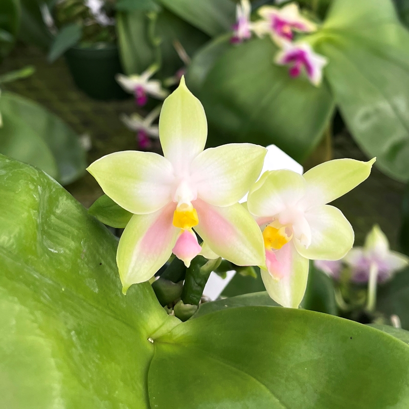 Krull-Smith - Phalaenopsis Select 19