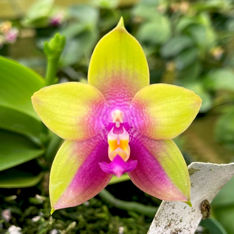 Krull Smith Phalaenopsis Select 21