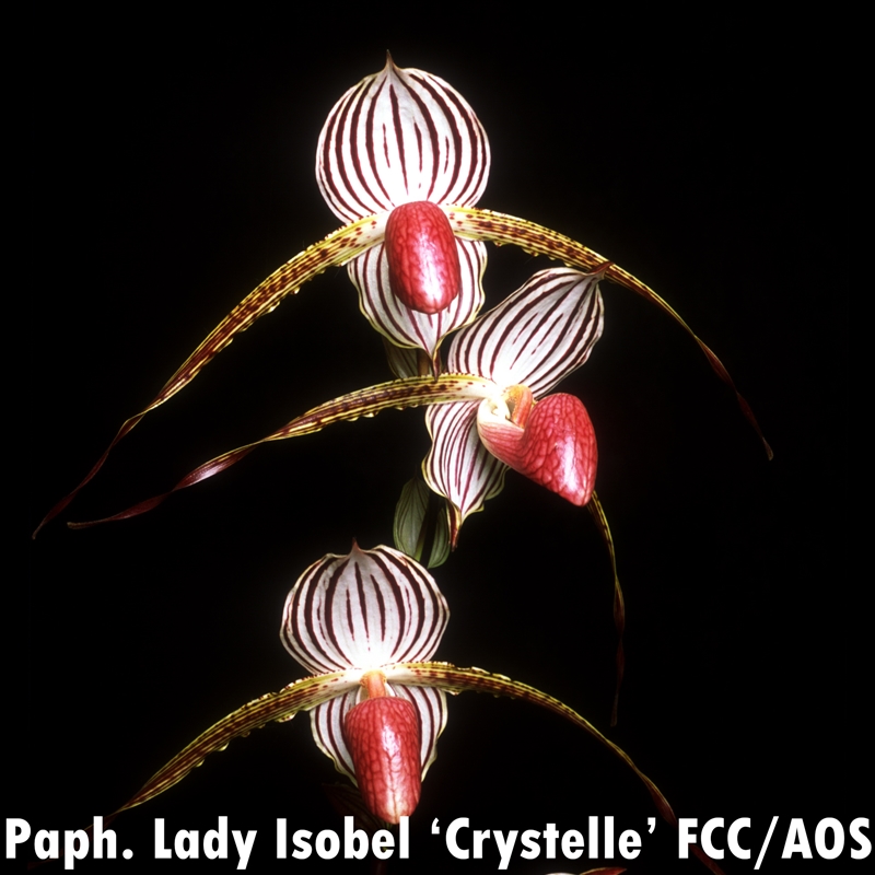 Paphiopedilum Lady Rothschild