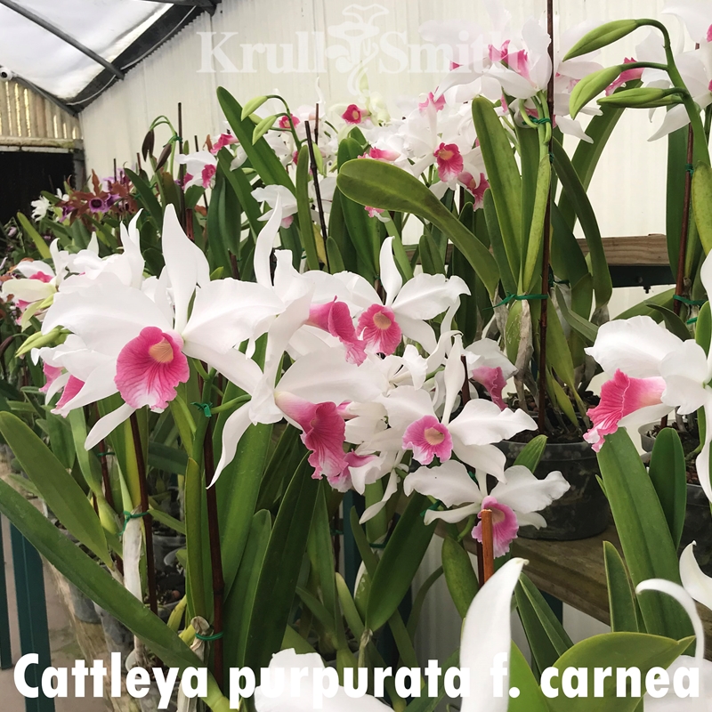 Cattleya Purpurata F. Carnea (1731C)