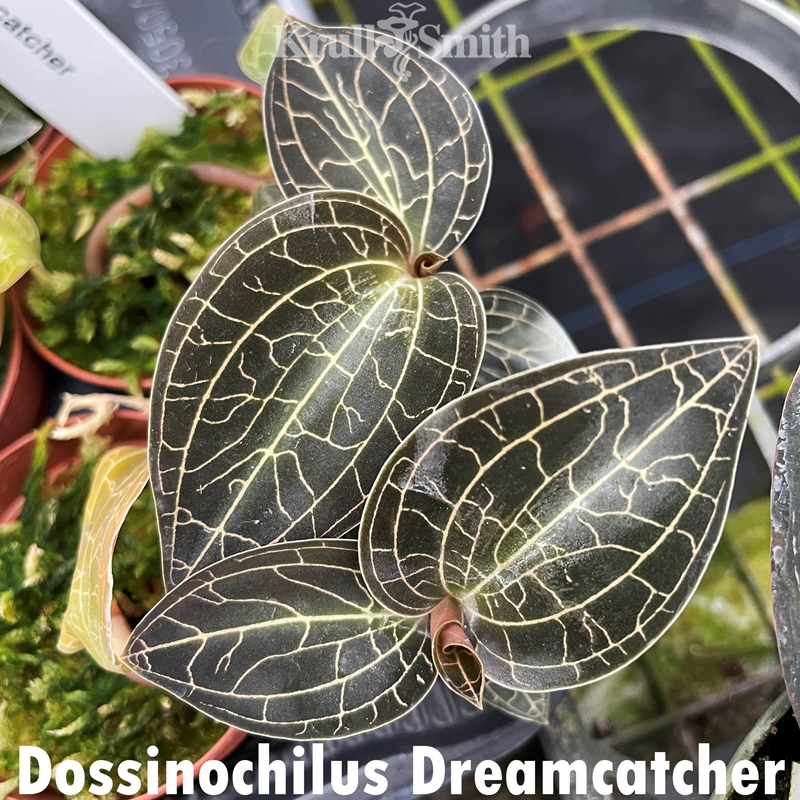 Dossinochilus Dreamcatcher