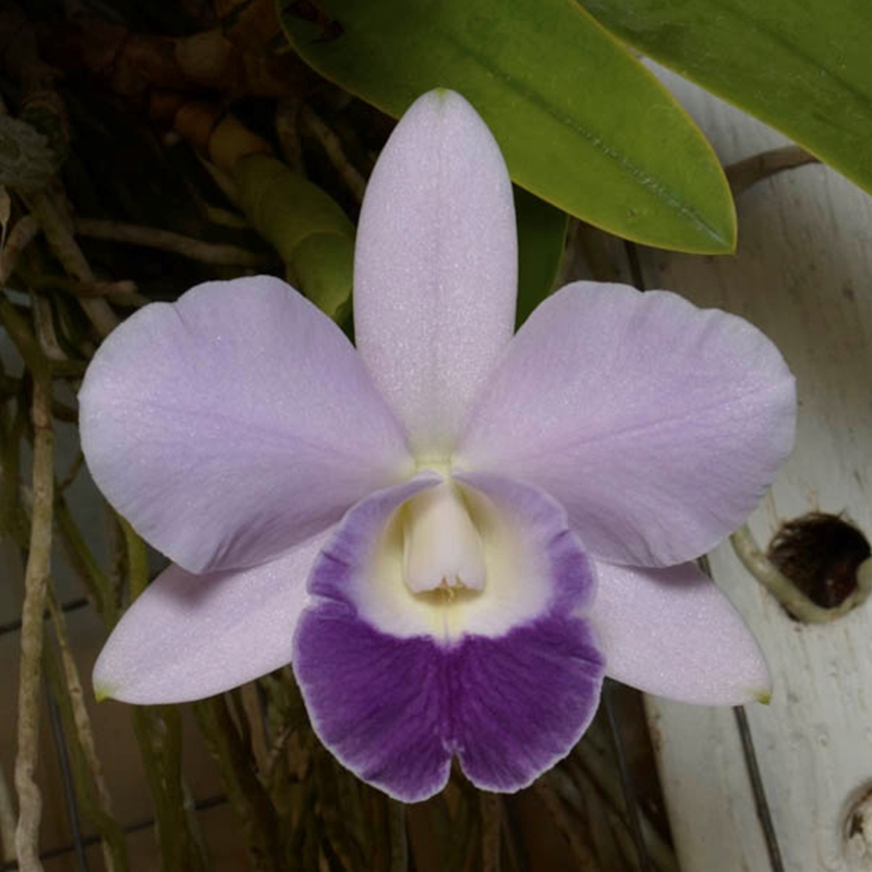 Parent Seedling Cattleya Indigo Valentine x Mini Purple