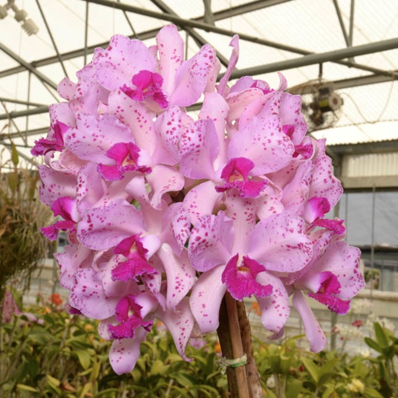 Parent Seedling Cattleya Loddiglossa