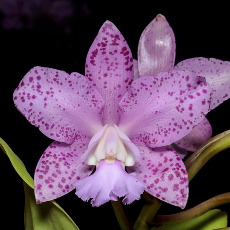 Parent Seedling Cattleya Caudebec x Benin