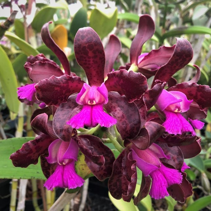 Cattleya tigrina ('SVO Prince' x 'Claire x Kathleen')