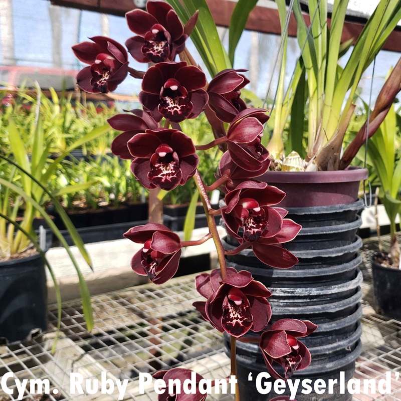 Parent Seedling Cymbidium Shan Nasser x Ruby Pendant