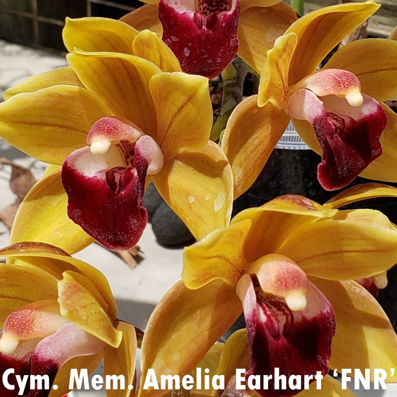 Parent Seedling Cymbidium Ben Singer x Mem. Amelia Earhart